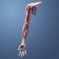 Full arm 3d muscular anatomy anterior view, blue background
