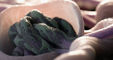 Close up of microscopic kidney Bowman's Capsule and Glomerulus