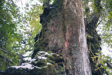 Winter Yaskuhima forest in Kyusyu Japan.