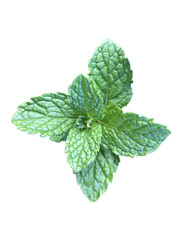 Peppermint leaf isolated. Peppermint leaf on white background. Mint leaf.