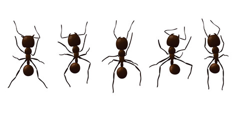 Black ant trail. Working insect curve group silhouettes isolated on white background. Vector illustration.