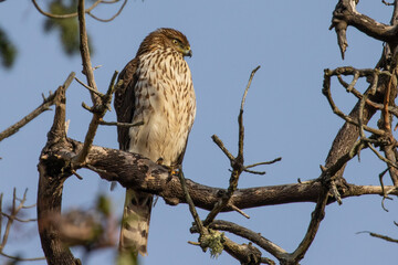 Cooper's Hawk Surveys His Territory from a Dead Snag