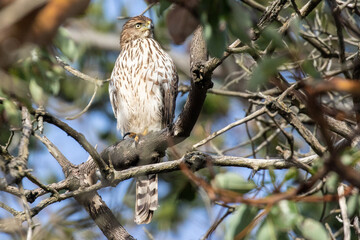 Cooper's Hawk Surveys His Territory from a Dead Snag