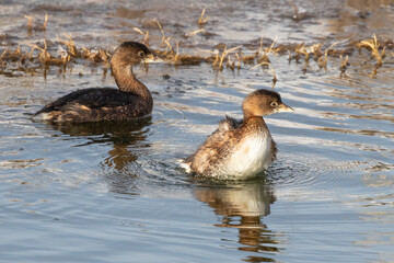 Pair of Pied-Bill Grebes on a Winter Pond