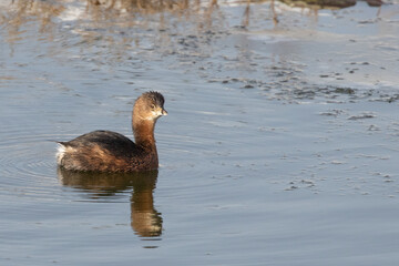 Pied-Bill Grebe Relaxes on a Winter Pond