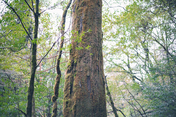 Winter Yaskuhima forest in Kyusyu Japan.