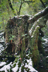 Winter Yaskuhima forest in Kyusyu Japan.