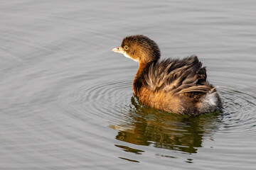 Pied-Bill Grebe Relaxes on a Winter Pond