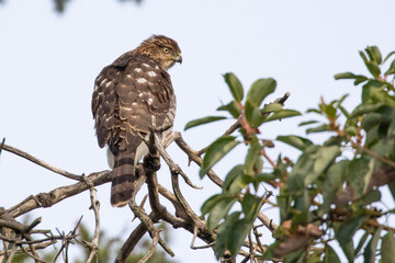 Cooper's Hawk Surveys His Territory from a Dead Snag