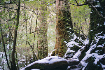 Winter Yaskuhima forest in Kyusyu Japan.