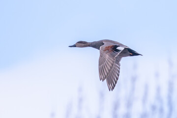 Drake Gadwall Duck Passes Overhead in Winter Light
