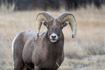 Bighorn sheep in Wyoming
