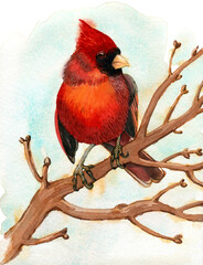 Red Cardinal Bird On a Tree Branch. Watercolor Hand Drawn Winter Season Illustration.