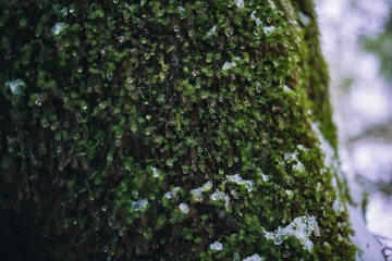 Winter Yaskuhima forest in Kyusyu Japan.