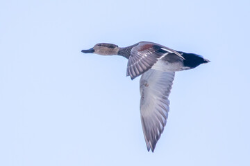 Drake Gadwall Duck Passes Overhead in Winter Light