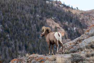 Bighorn sheep on his perch