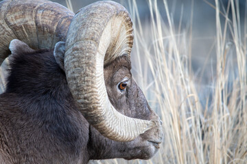 Bighorn ram close up