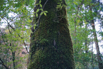 Fototapeta premium Winter Yaskuhima forest in Kyusyu Japan.