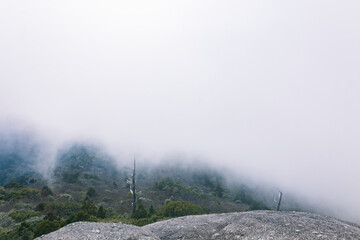 Winter Yaskuhima forest in Kyusyu Japan.