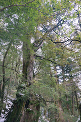 Winter Yaskuhima forest in Kyusyu Japan.