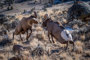 Bighorn rams fighting during rut - Powered by Adobe