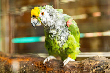 Sick parrot caged portrait looking sad alone