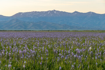 Camas lilies in Idaho