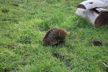 animal, nature, brown, black, white, closeup, sharp, echidna, wild