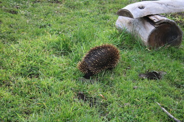 animal, nature, brown, black, white, closeup, sharp, echidna, wild