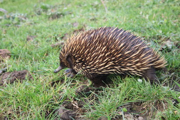 animal, nature, brown, black, white, closeup, sharp, echidna, wild