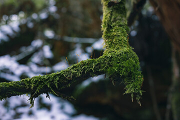 Winter Yakushima landscape in Kyushu Japan.