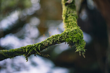 Winter Yakushima landscape in Kyushu Japan.