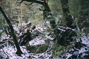 Winter Yakushima landscape in Kyushu Japan.