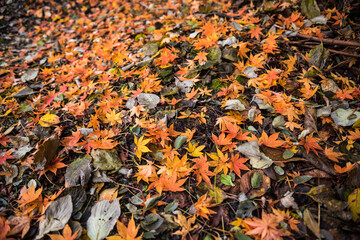 オレンジの紅葉