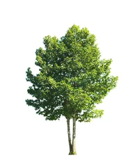 Poster Im Rahmen green tree side view isolated on white background  for landscape and architecture layout drawing, elements for environment and garden © Chanya_B
