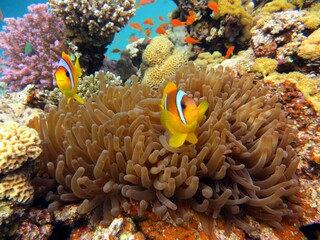 Fototapeta na wymiar fish in anemone