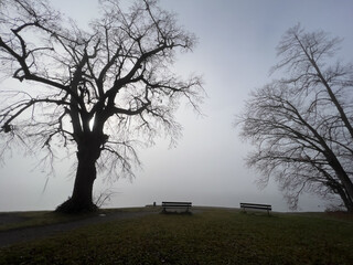 Winter Dezember Bodensee Konstanz
