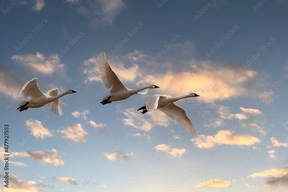 Poster The trumpeter swan (Cygnus buccinator) in flight