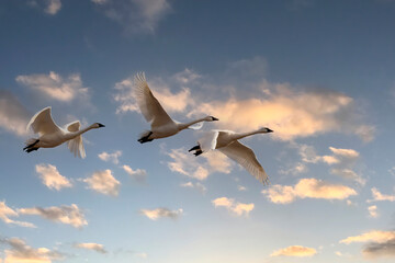 The trumpeter swan (Cygnus buccinator) in flight