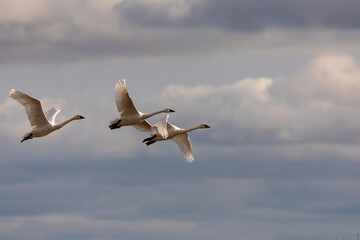 The trumpeter swan (Cygnus buccinator) in flight