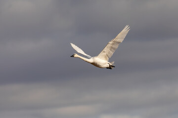 The trumpeter swan (Cygnus buccinator) in flight