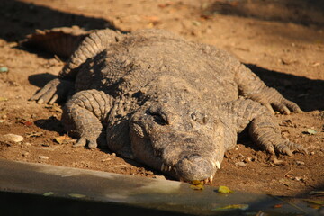 lizard on the ground