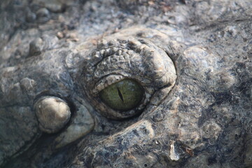 close up of a crocodile