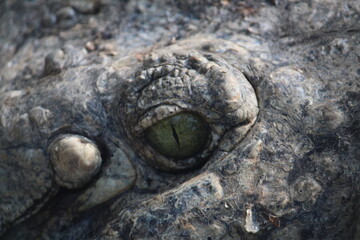 close up of a crocodile