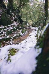 Winter Yakushima island in Kyusyu Japan.