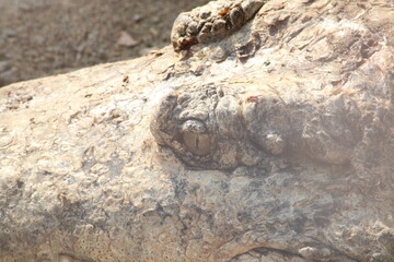 crocodile eyes 