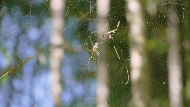 Spider and Spider web in the forest
