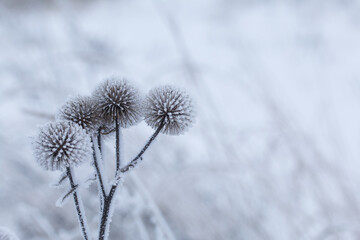 Dried plants covered with snow. Frost on dry grass. Close-up.