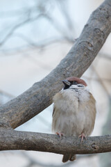 正月のスズメ　東京、赤坂にある東京ミッドタウン