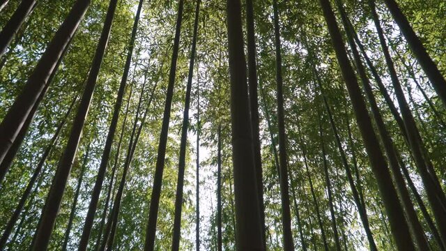 Bamboo forest with the breeze